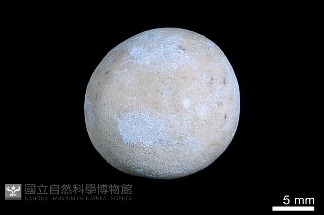 洞穴珍珠藏品圖，第1張