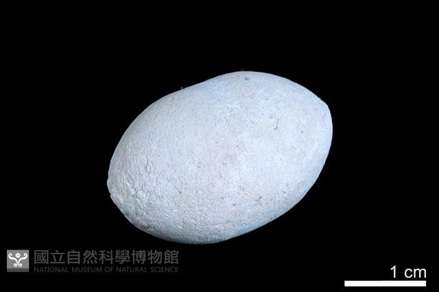 洞穴珍珠藏品圖，第1張
