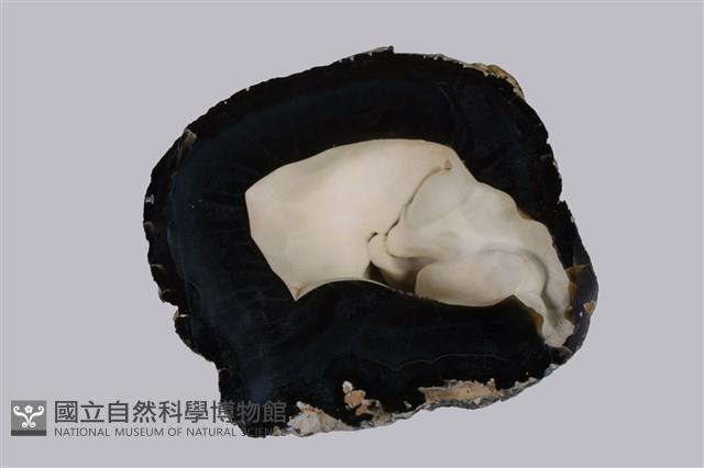 瑪瑙藏品圖，第1張