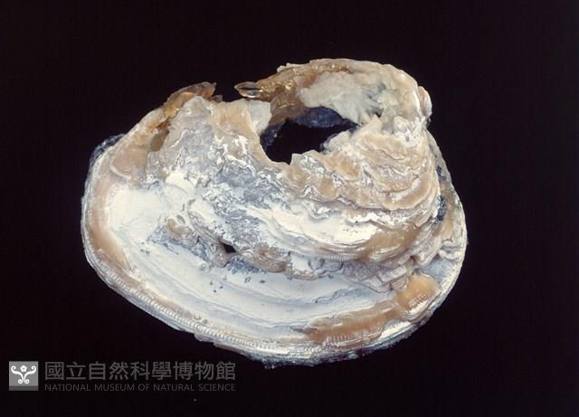 方解石藏品圖，第1張