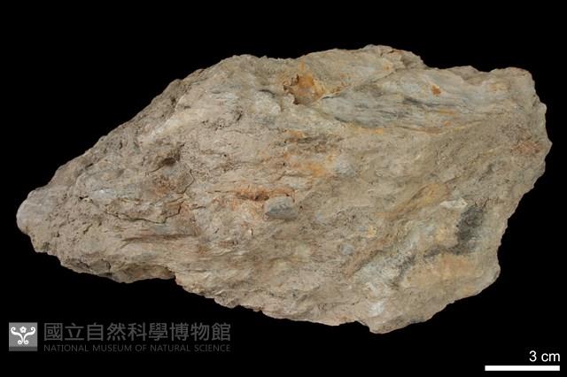 變質礫岩藏品圖，第1張