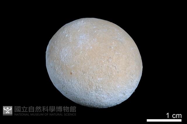 洞穴珍珠藏品圖，第1張