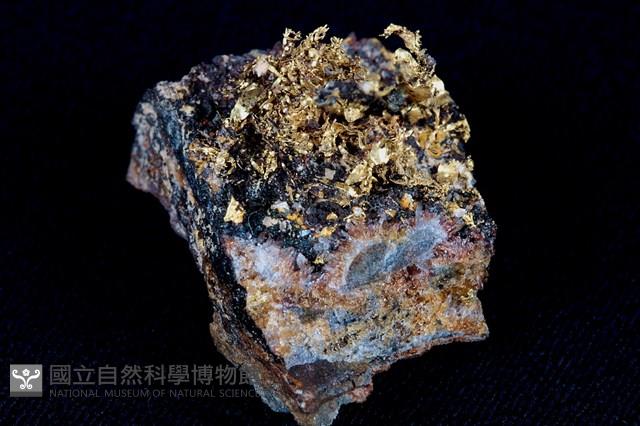 自然金藏品圖，第1張