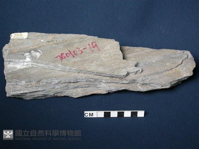 千枚岩/變質砂岩藏品圖，第1張