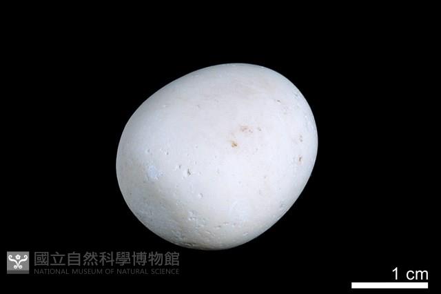 洞穴珍珠藏品圖，第1張