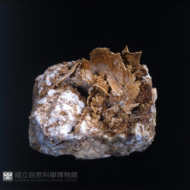 自然金藏品圖，第1張