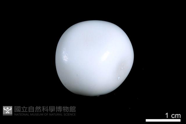 洞穴珍珠藏品圖，第1張