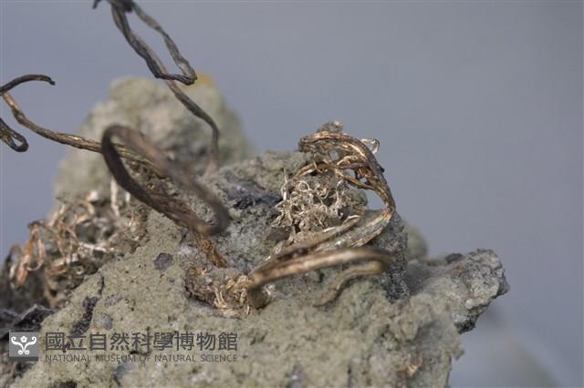 自然銀藏品圖，第7張