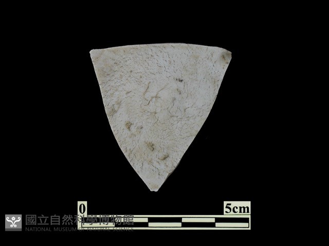 帶紋飾瓷片藏品圖，第2張