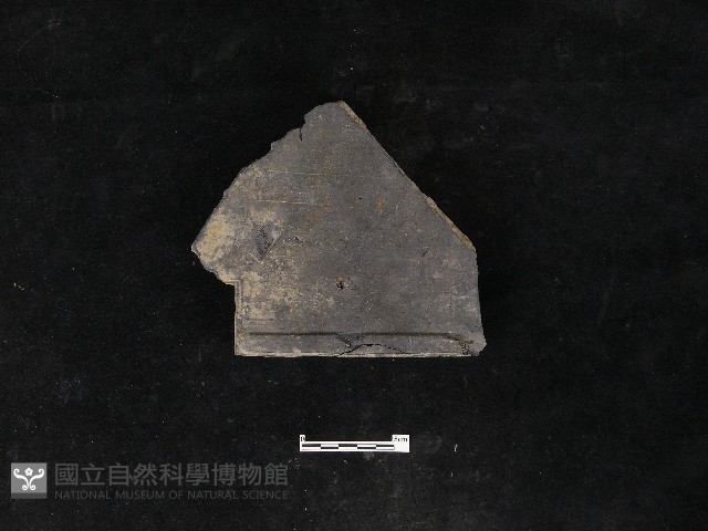 瓦片藏品圖，第2張