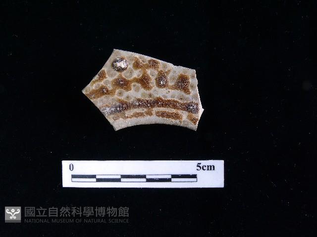 陶壺藏品圖，第2張