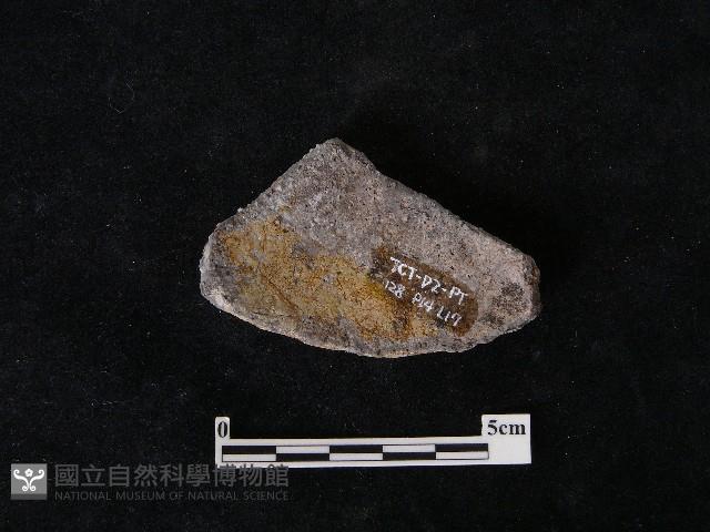 陶片藏品圖，第1張