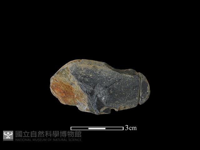 網墜藏品圖，第2張