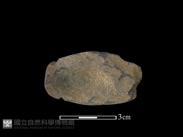 網墜藏品圖，第2張