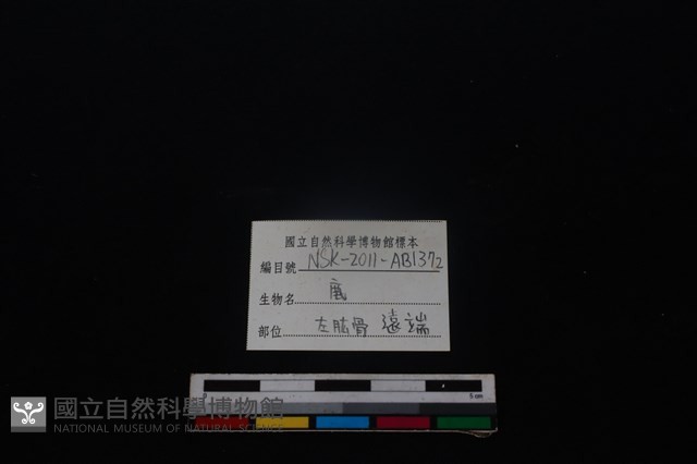 梅花鹿骨藏品圖，第5張