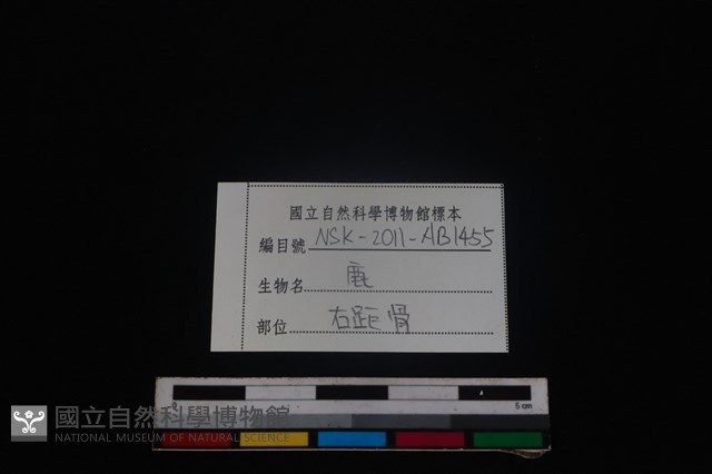 梅花鹿骨藏品圖，第5張
