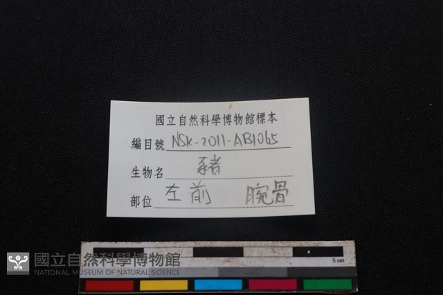 豬骨藏品圖，第5張