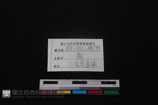 梅花鹿骨藏品圖，第5張