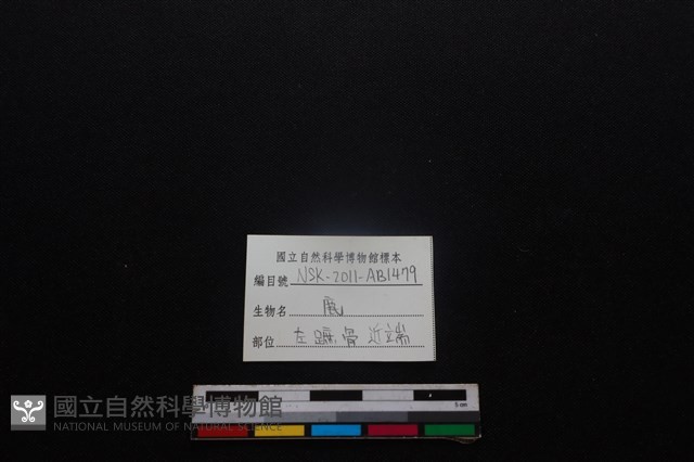 梅花鹿骨藏品圖，第5張