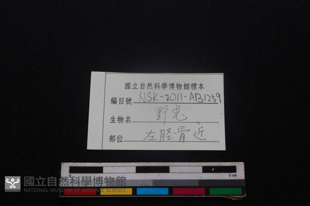 野兔骨藏品圖，第5張