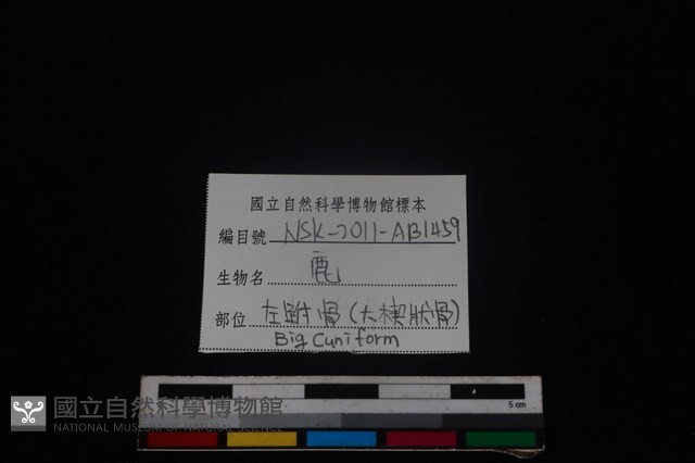梅花鹿骨藏品圖，第5張