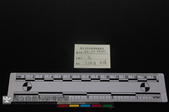 梅花鹿骨藏品圖，第5張