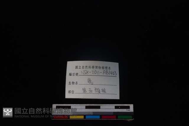 梅花鹿骨藏品圖，第5張