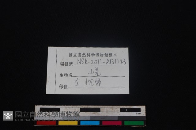 山羌骨藏品圖，第5張
