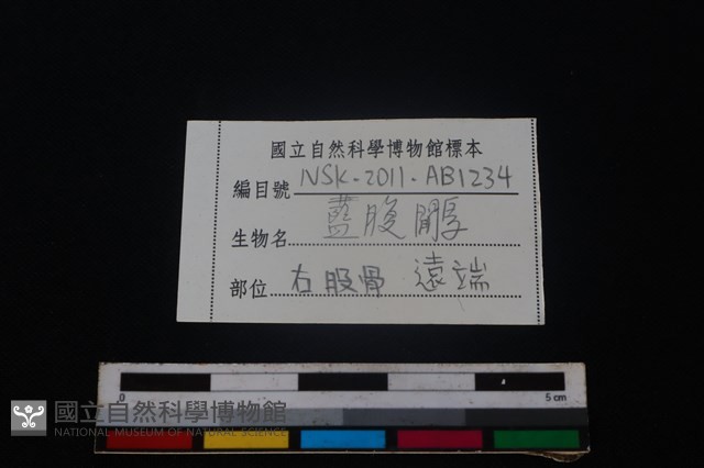 藍腹鷴骨藏品圖，第5張