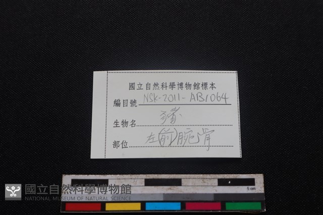 豬骨藏品圖，第5張