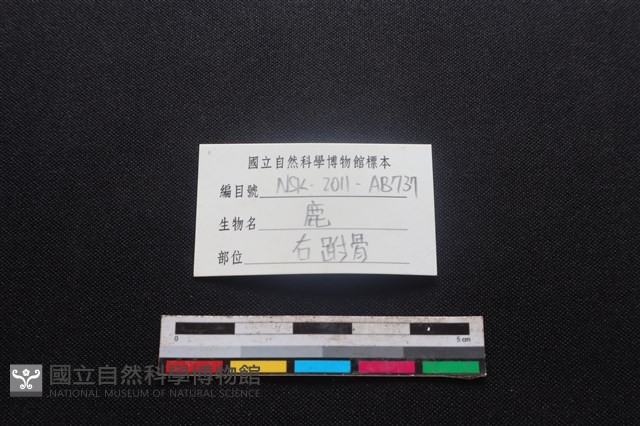 梅花鹿骨藏品圖，第5張