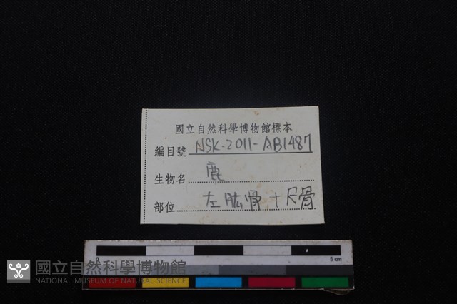 梅花鹿骨藏品圖，第5張