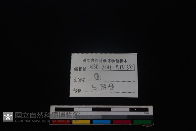 梅花鹿骨藏品圖，第5張