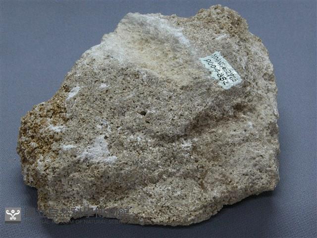 殼灰岩藏品圖，第2張