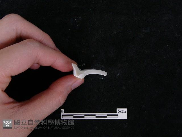 瓷片藏品圖，第4張