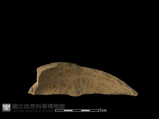 陶片藏品圖，第1張