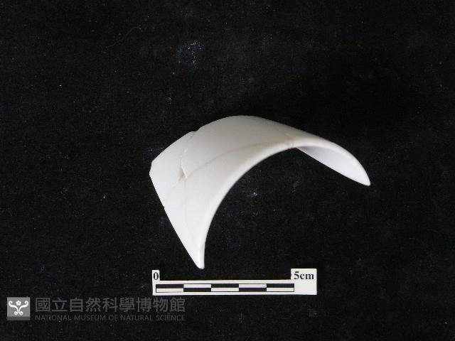 瓷片藏品圖，第4張