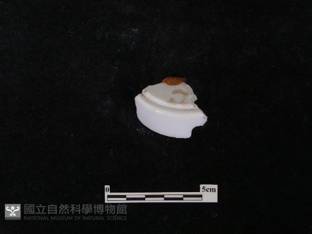 瓷片藏品圖，第4張