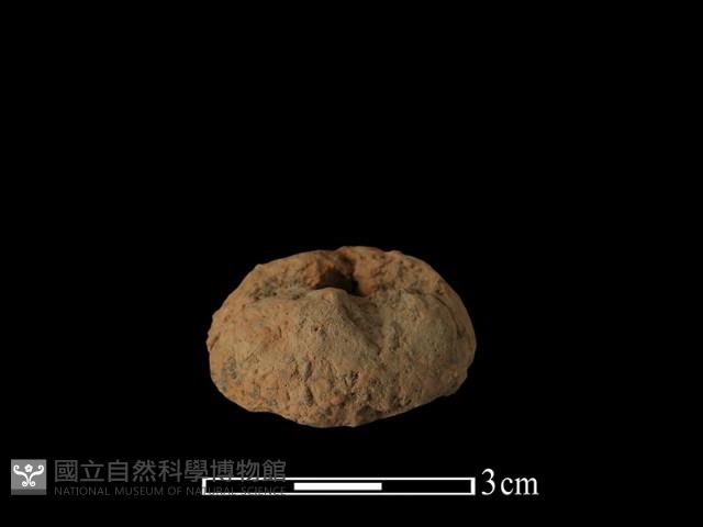 紡輪藏品圖，第1張