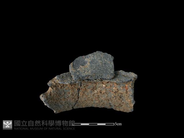 陶片藏品圖，第3張