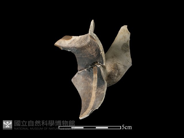 陶壺藏品圖，第3張