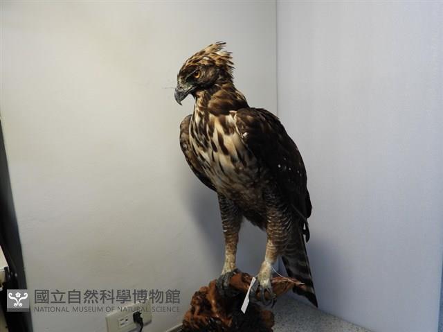 熊鷹藏品圖，第2張