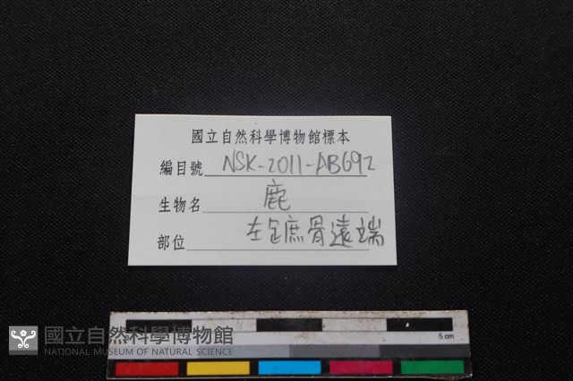 梅花鹿骨藏品圖，第3張