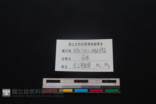 豬骨藏品圖，第3張