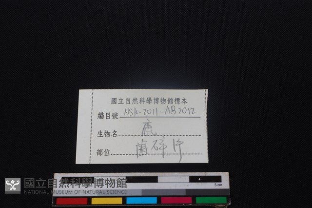 梅花鹿骨藏品圖，第3張