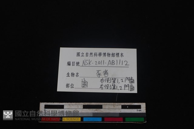 豬骨藏品圖，第3張