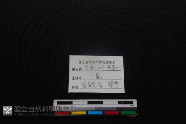 梅花鹿骨藏品圖，第3張