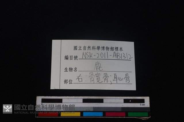 梅花鹿骨藏品圖，第3張