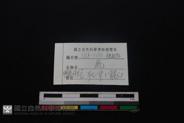 梅花鹿骨藏品圖，第3張