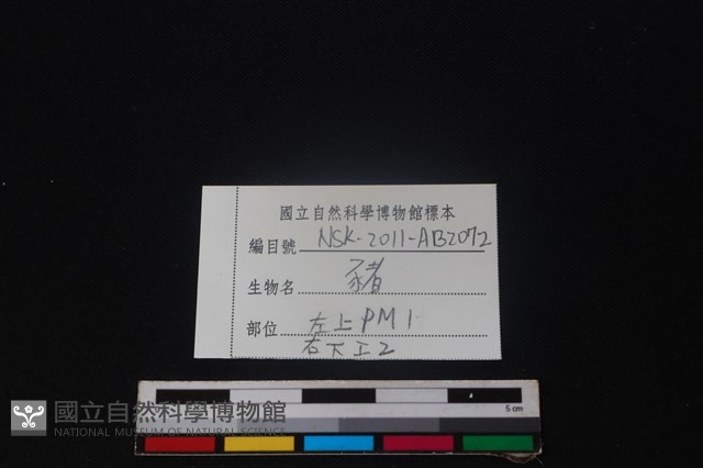 豬骨藏品圖，第3張